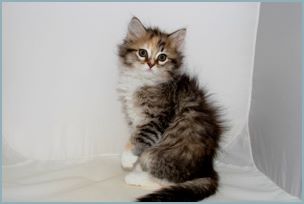 Female Siberian Kitten from Deedlebug Siberians